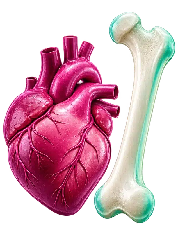 Corazón y hueso como símbolos de efectos en la salud